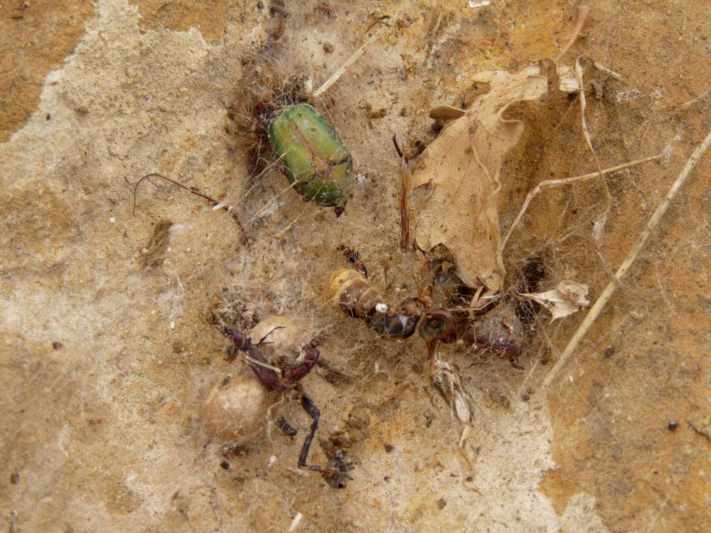 Latrodectus nel Lazio